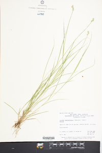 Carex reniformis image