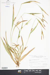 Carex flaccosperma image