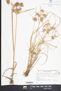 Cyperus bipartitus image