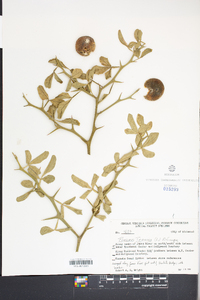 Poncirus trifoliata image