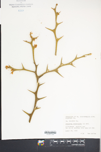 Poncirus trifoliata image