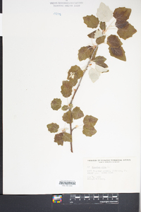 Populus alba image