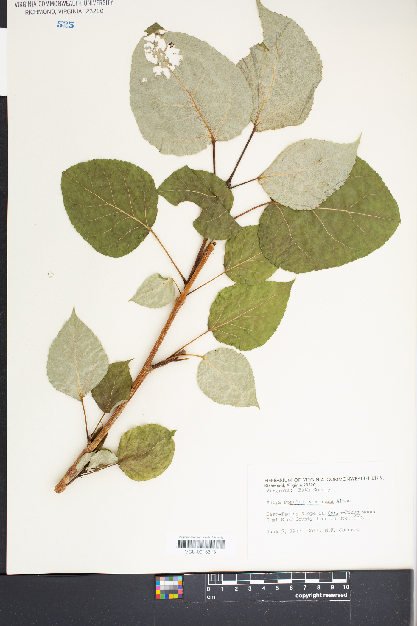 Populus candicans image