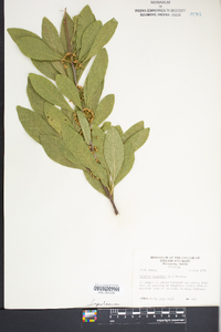 Sideroxylon lycioides image