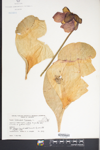 Sarracenia purpurea image