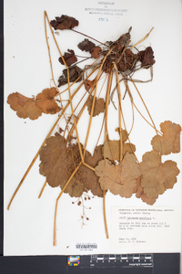 Heuchera americana image