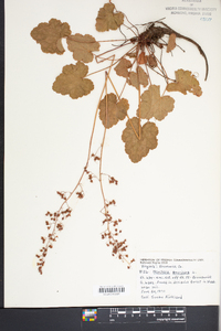 Heuchera americana image