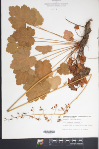 Heuchera americana image