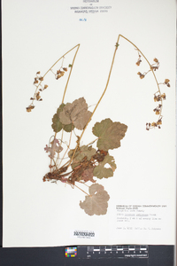 Heuchera pubescens image