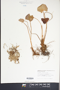 Parnassia asarifolia image