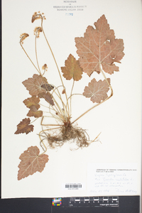 Tiarella cordifolia image