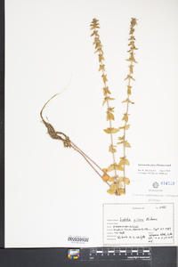 Sophronanthe pilosa image