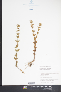 Sophronanthe pilosa image