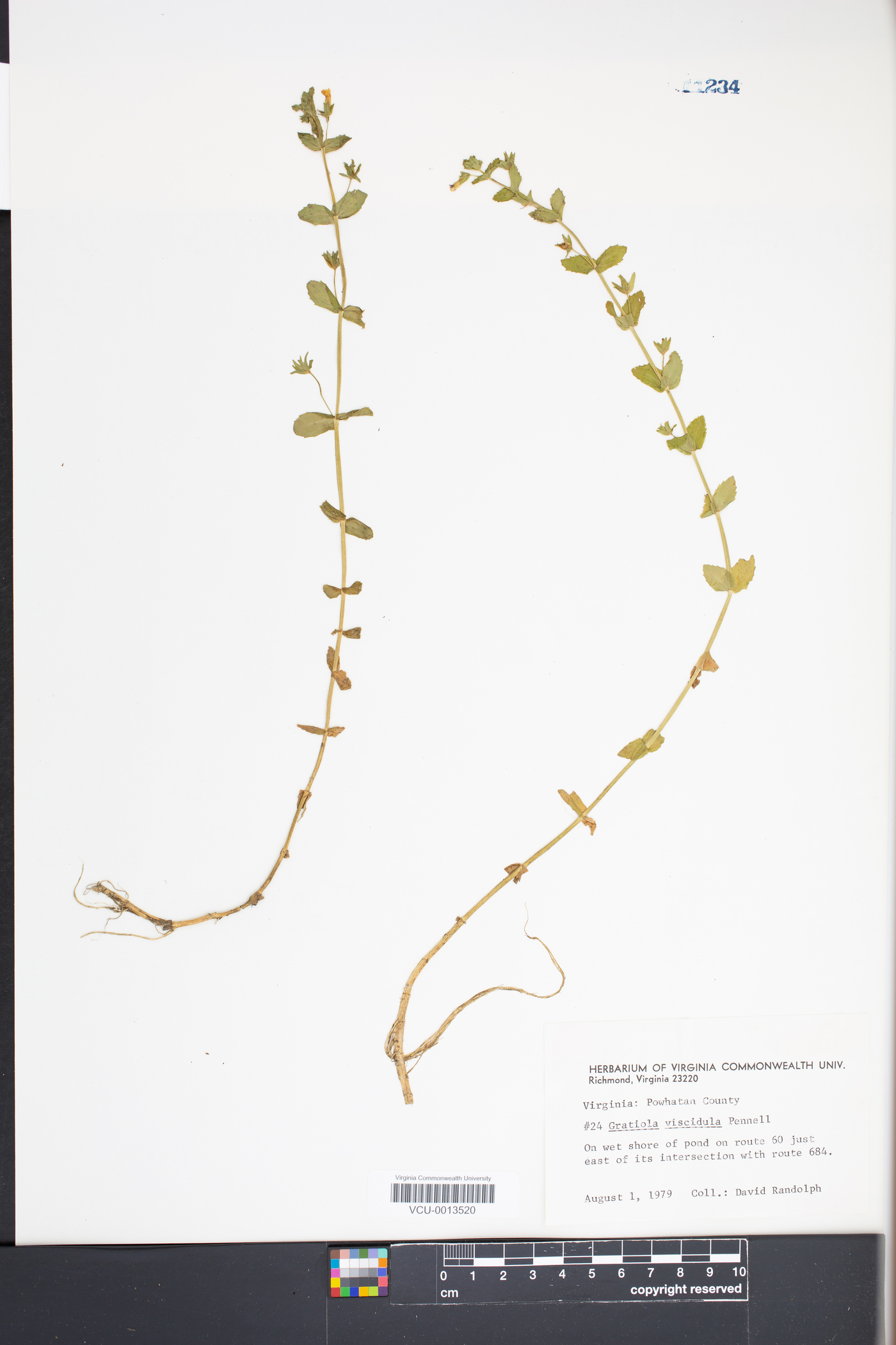 Gratiola viscidula image