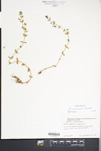 Gratiola viscidula image
