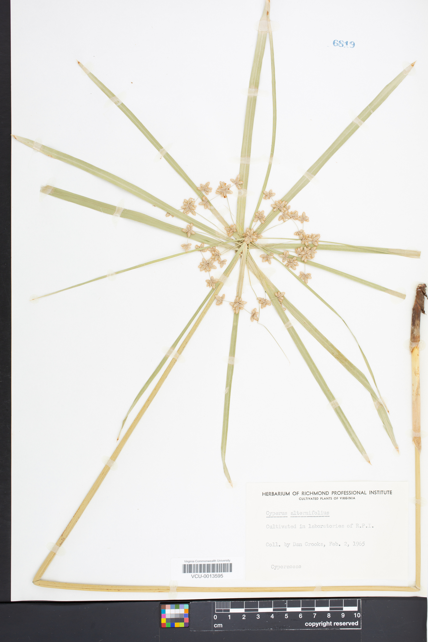 Cyperus alternifolius image