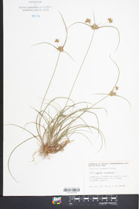 Cyperus compressus image