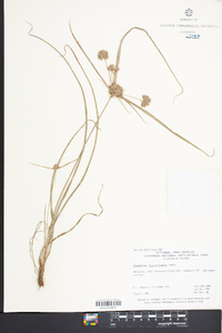 Cyperus filiculmis image