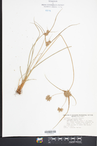 Cyperus grayi image