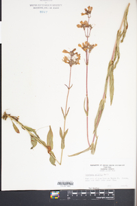 Penstemon pallidus image