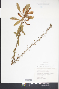 Verbascum blattaria image