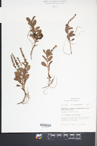 Veronica officinalis image