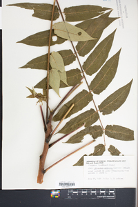 Ailanthus altissima image