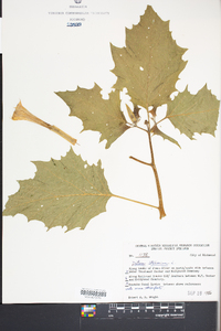 Datura stramonium image