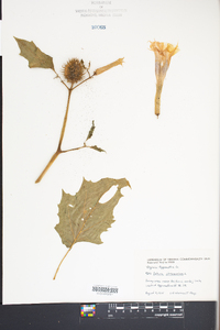 Datura stramonium image