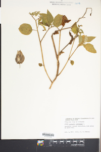 Physalis pubescens image