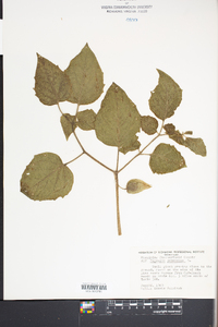 Physalis pubescens image