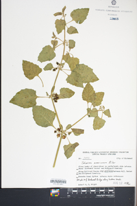 Solanum americanum image