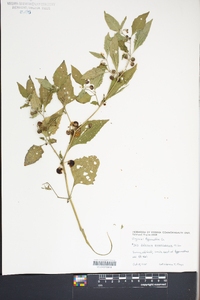 Solanum americanum image