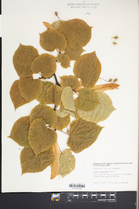 Tilia americana var. caroliniana image