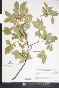 Ulmus alata image