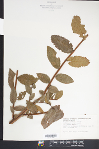 Ulmus alata image