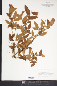 Ulmus alata image