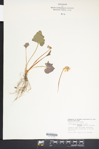 Viola palmata image