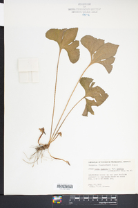 Viola palmata image