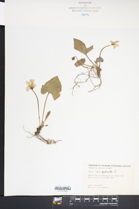 Viola palmata image