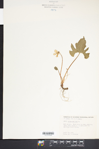 Viola palmata image