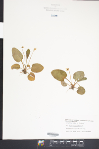 Viola primulifolia image