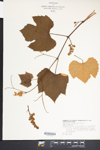 Vitis labrusca image