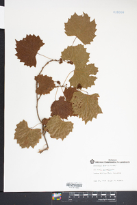 Vitis rotundifolia image
