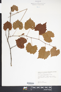 Vitis rotundifolia image