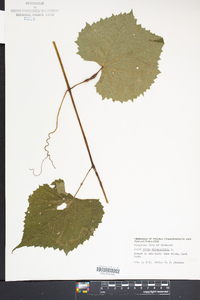 Vitis rotundifolia image