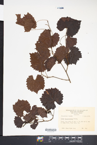 Vitis rotundifolia image