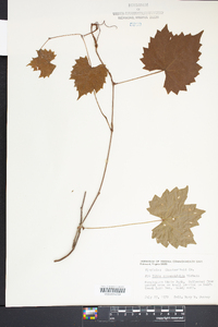 Vitis rotundifolia image