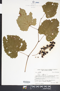 Vitis vulpina image