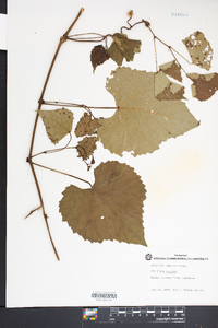 Vitis vulpina image